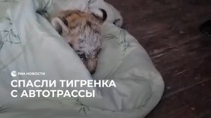 Спасли тигренка с автотрассы