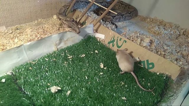 Императорский удав охотиться на мышь (boa constrictor imperator) смотреть онлайн