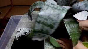 Комнатные растения. Проверяем корни, садим эхмею.