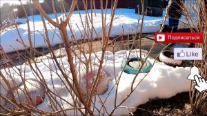 Посеяла редиску, укроп, лук чернушку в теплицу. Наша птица. Уборка в теплице. Дом в деревне.