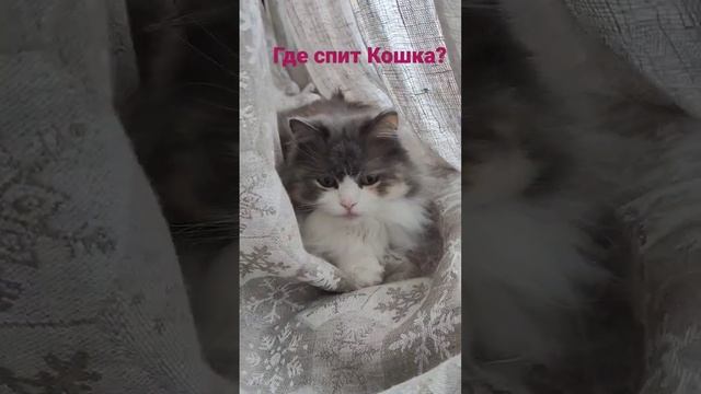 Где спит Кошка? #кошка #кошкамоя #кошкаспит