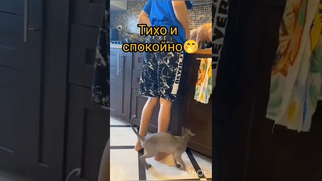 сфинксы😅💥🔥
