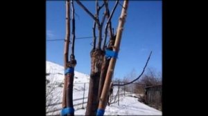 как открыть питомник растений с нуля