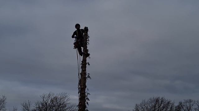 Спилили старое дерево, как правильно убрать старое дерево в саду
