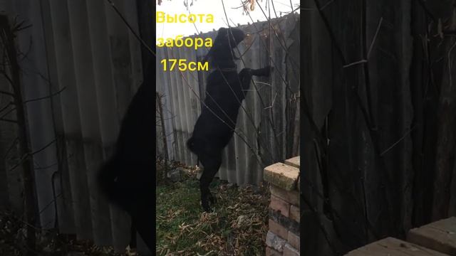 Англо-Нубийский козел ! Мои англо-Нубийские козы! Начало  есть!!!