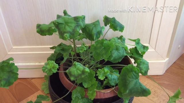 Пеларгонии из питомника Fibrex /Зонартики / Grangers Antique Rose