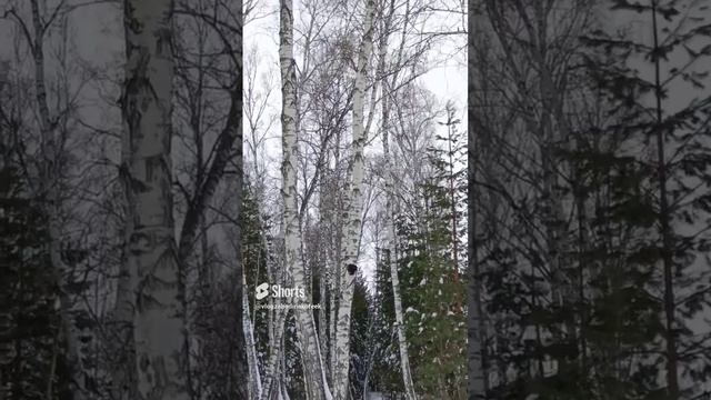 Зима холода, но скоро Весна! #SHORTS