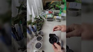 Сею виолу,орегано Киригами,колеус и пеларгонию💐