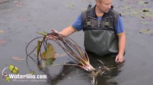 Копаем водяные лилии в любую погоду Крупные нимфеи для глубоких прудов