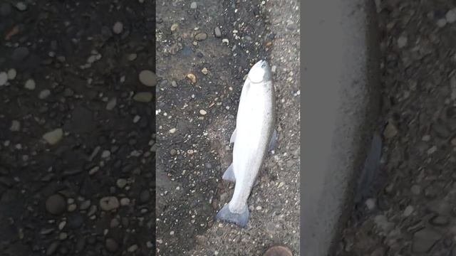 Форель,беглянка.