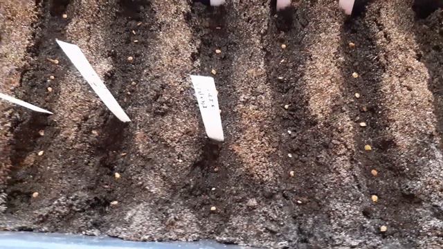 Как посеять томаты на рассаду смотреть онлайн