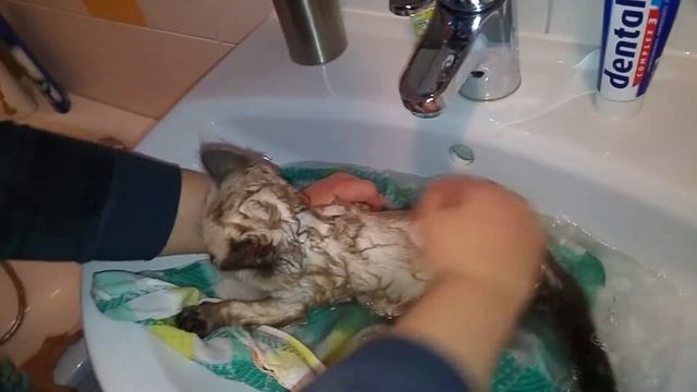 Как легко искупать котика, практические и простые советы. смотреть онлайн