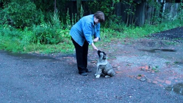 Дрессировка кавказской овчарки, приучаем к поводку смотреть онлайн