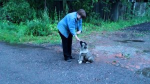 Дрессировка кавказской овчарки, приучаем к поводку