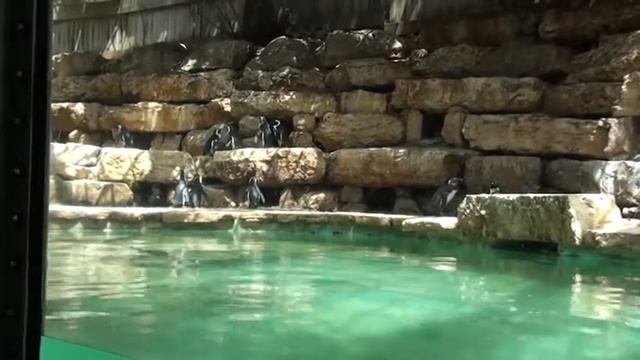 пингвины в библейском зоопарке смотреть онлайн