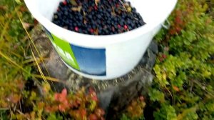 Финляндия, как ростет брусника и черника 20190910 17 37