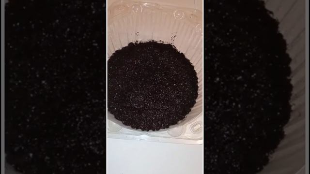 Глаксинияны уруктан кантип остурот.#глаксиния#глаксинииизсемян#глаксиниицветут смотреть онлайн