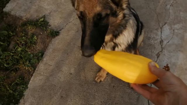 Моему щенку немецкой овчарки пять месяцев смотреть онлайн