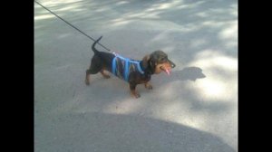 Такса: почему таксам нельзя носить шлейку