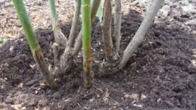 Розы . Обрезка и обработки роз , после зимы . смотреть онлайн