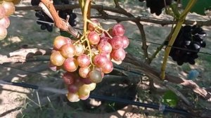 @Виноград Басанти и Бенито зреют Виноградник Гергеля