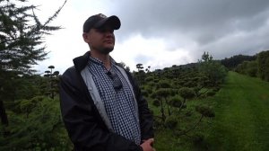 Ирга Ламарка на шпалере в питомнике Ниваки