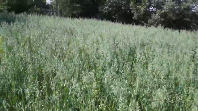 ?Выращивание #картофеля. Как с меньшей площади получить больше #урожайкартофеля.