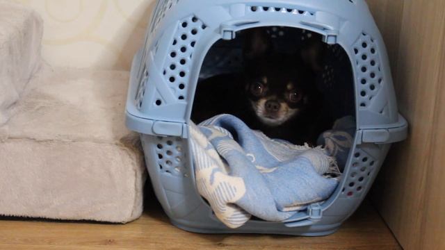 ПРИУЧЕНИЕ СОБАКИ К РЕЖИМУ СНА смотреть онлайн