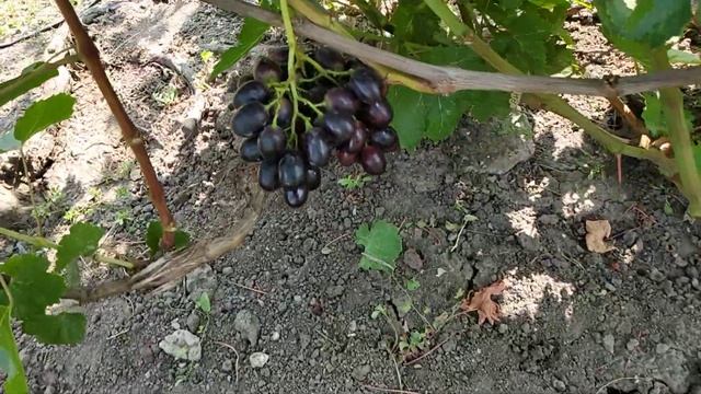 Виноград монолит 2021г. смотреть онлайн