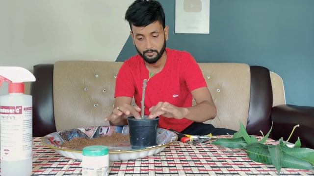 Growing Mango Tree From Cutting.. Very Easy Techniques смотреть онлайн