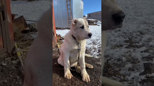 Армянский Гампр #gampr #volkodav #гампр #georgia #kavkaz смотреть онлайн