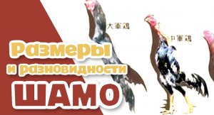 Размеры и разновидности ШАМО