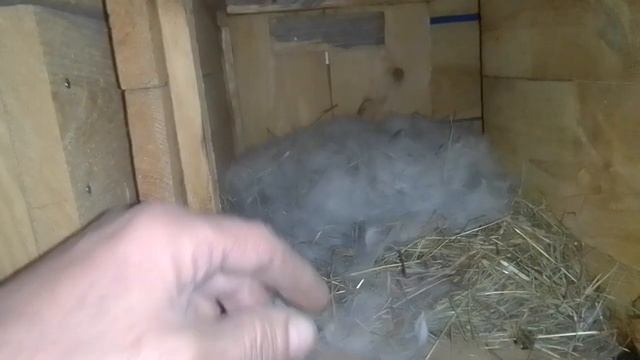 Почему Крольчиха укрывает пухом крольчат смотреть онлайн