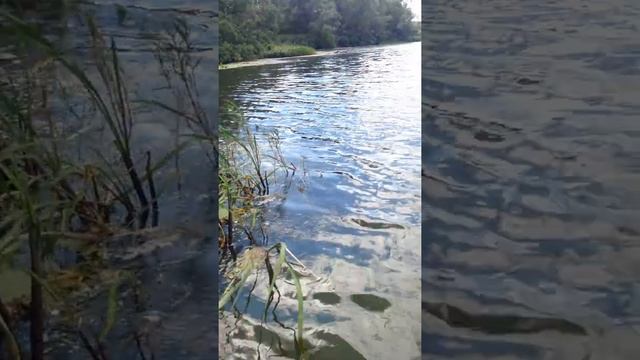 В Днепре дохлая рыба смотреть онлайн