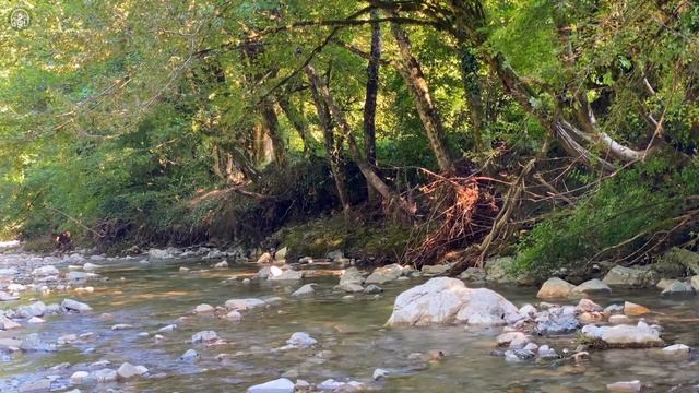 Ніжні звуки річки зі співом лісових птахів  Розслаблюючі звуки природи для сну