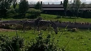 Зооботани́ческийсад и новый зоопарк города Казани