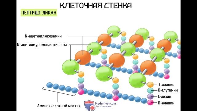 Строение бактериальной клетки (анатомия бактерии) - Meduniver.com