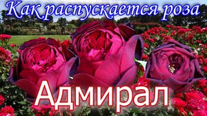 Как распускается роза Адмирал. Timelapse Rose 4К. Admiral (Tantau 2017)