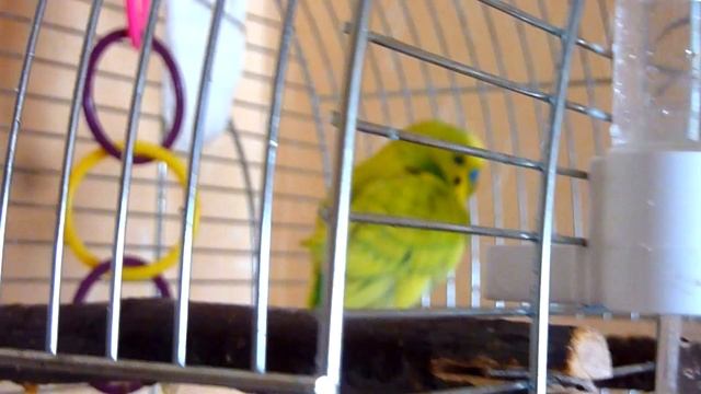 КАК СПАСТИ ОТ ЖАРЫ ЛЕТОМ ВОЛНИСТОГО ПОПУГАЯ / СМЕШНОЙ ЗЕЛЕНЫЙ ПОПУГАЙЧИК ТОША КУПАЕТСЯ смотреть онлайн