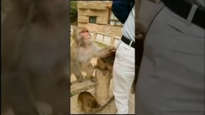 Обезьяны крадут все подряд, даже детей.