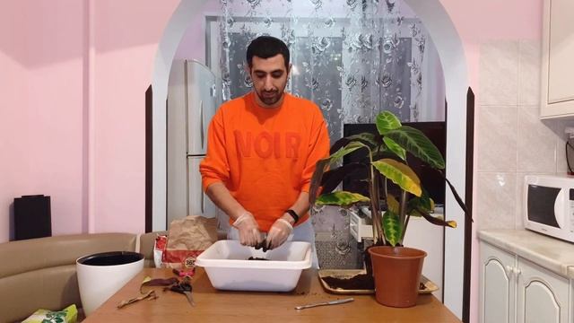 Пересадка КАЛАТЕИ Варшевича в горшок с АВТОПОЛИВОМ!