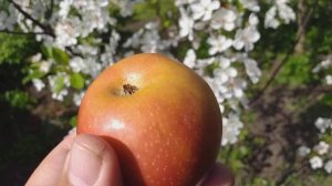 Яблоки зимние сорт Джунами (apple Junami). Редкие сорта. Обзор яблок в середине мая.