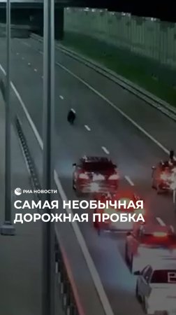 Самая необычная дорожная пробка