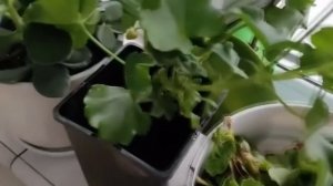 Герань в доме. Приметы связанные с геранью.