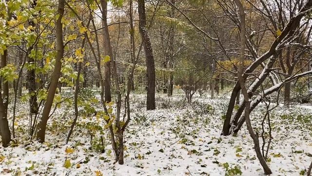 27.10.23 Полгода такая погода…? Хорошо, что укрыла розы. Снег в Москве. #снег_в_Москве #осень смотреть онлайн