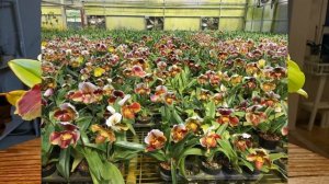 Полиплоидия у орхидей