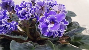 Фиалка РС-Виконт