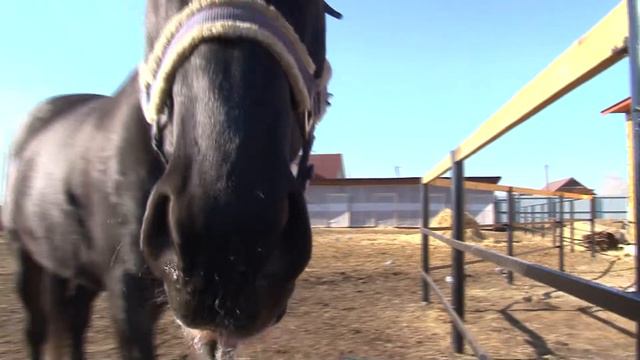 Лошади - пенсионеры смотреть онлайн