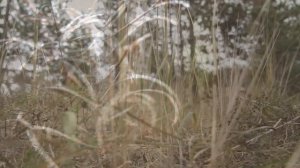 Прогулка в Хомяково