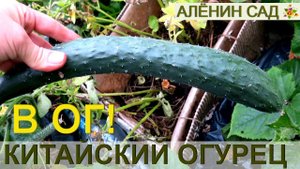 Китайский фермерский F1 * Сорта огурцов / Огород в контейнерах